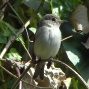 Asian Brown Flycatcher